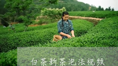 白茶新茶泡法视频/2023080399373