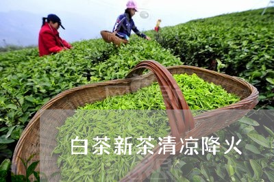 白茶新茶清凉降火/2023080305361