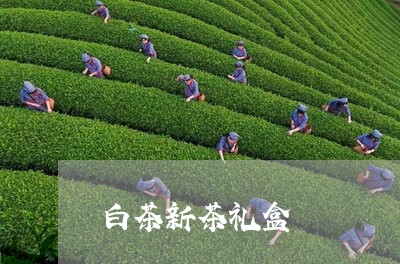 白茶新茶礼盒/2023052035280