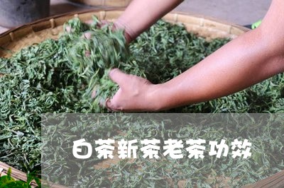 白茶新茶老茶功效/2023080344927