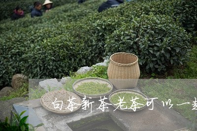 白茶新茶老茶可以一起泡吗/2023110751727