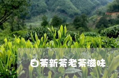 白茶新茶老茶滋味/2023080315948