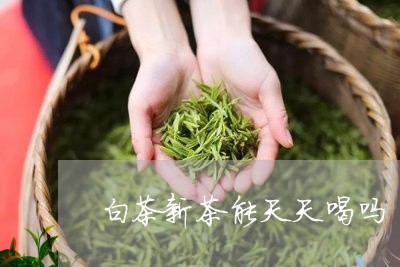 白茶新茶能天天喝吗/2023072446138