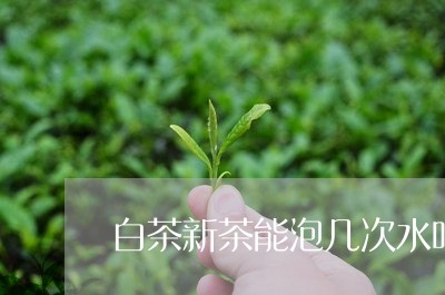 白茶新茶能泡几次水吗/2023100662050