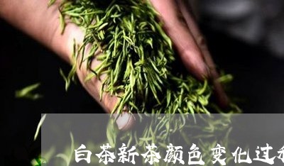 白茶新茶颜色变化过程视频/2023110754159