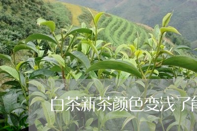 白茶新茶颜色变浅了能喝吗/2023110702824