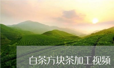 白茶方块茶加工视频/2023073082736