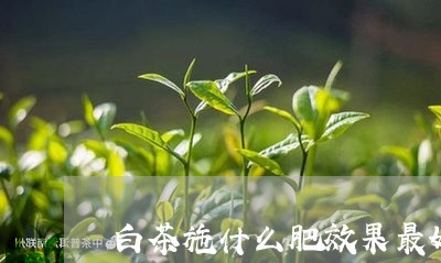 白茶施什么肥效果最好视频/2023110711693