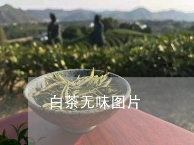 白茶无味图片/2023052028403