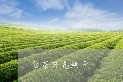 白茶日光烘干/2023052006269