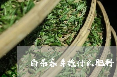 白茶春芽施什么肥料/2023072377051