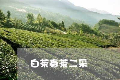 白茶春茶二采/2023052094159