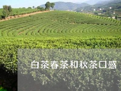 白茶春茶和秋茶口感/2023072343825