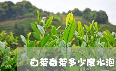 白茶春茶多少度水泡/2023072392793