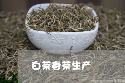 白茶春茶生产/2023052028401