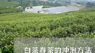 白茶春茶的冲泡方法/2023072366151