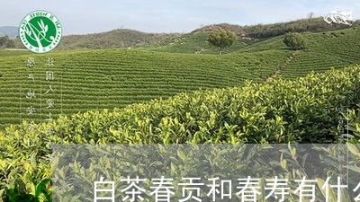 白茶春贡和春寿有什么区别/2023110841604