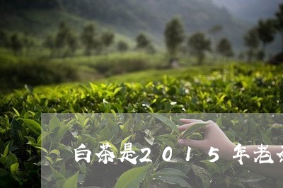 白茶是2015年老茶/2023092747272