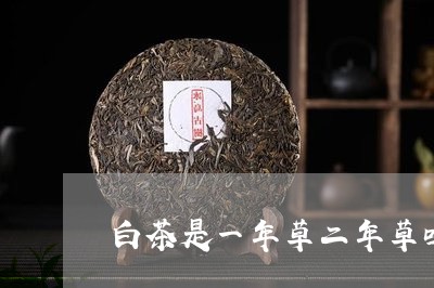 白茶是一年草二年草吗/2023100663260