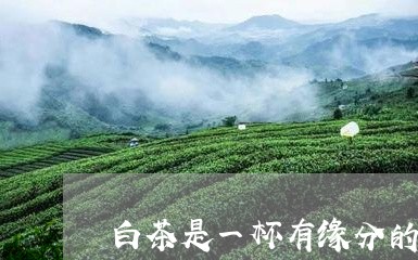 白茶是一杯有缘分的水/2023100699703