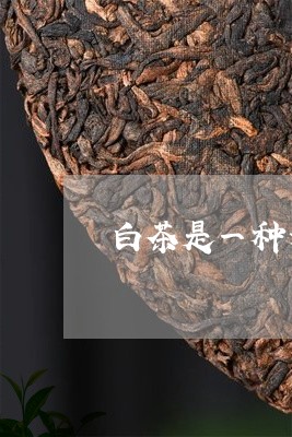 白茶是一种为发酵的茶/2023100659703