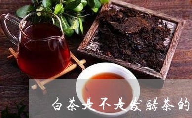 白茶是不是发酵茶的一种东西/2023111426269