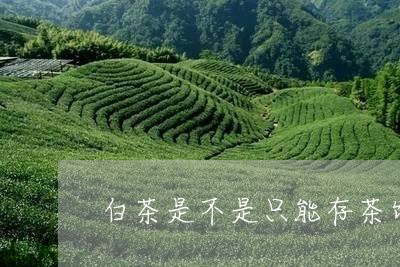 白茶是不是只能存茶饼/2023100636370