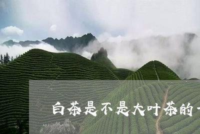 白茶是不是大叶茶的一种/2023103184158