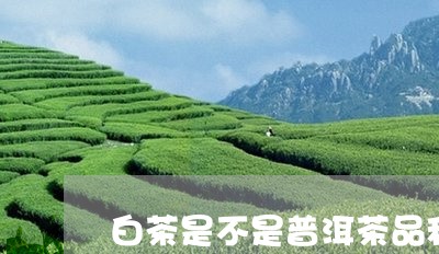 白茶是不是普洱茶品种/2023062532604