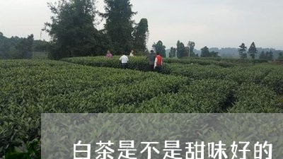 白茶是不是甜味好的/2023072437493