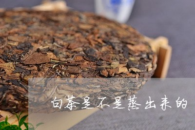 白茶是不是蒸出来的/2023072438191