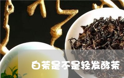 白茶是不是轻发酵茶/2023072455169