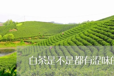 白茶是不是都有涩味的茶/2023103118280