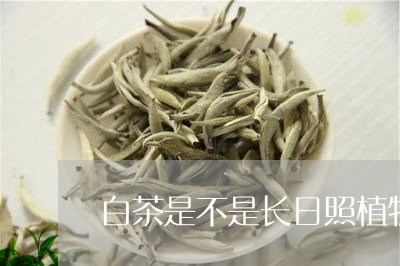 白茶是不是长日照植物/2023100668492