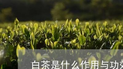 白茶是什么作用与功效/2023100664015