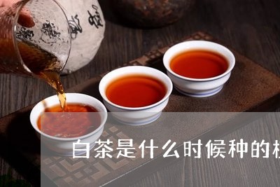 白茶是什么时候种的植物/2023103184927