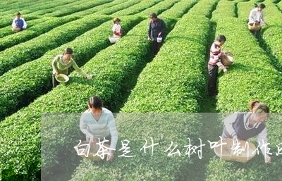 白茶是什么树叶制作成品/2023103192616