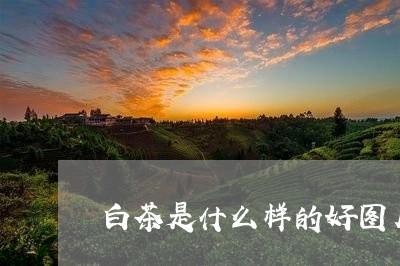 白茶是什么样的好图片/2023100670582