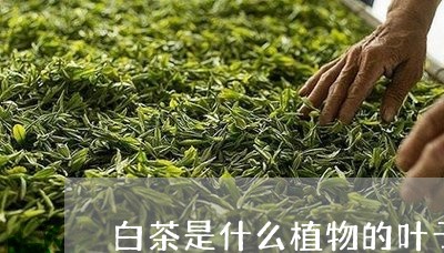 白茶是什么植物的叶子/2023100695836