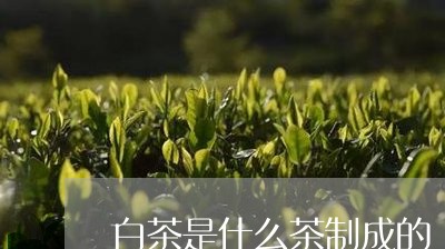 白茶是什么茶制成的/2023072359514