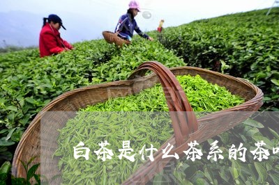 白茶是什么茶系的茶叶品牌/2023110690591