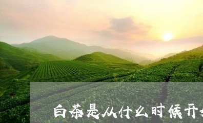 白茶是从什么时候开始划分等级/2023111452714