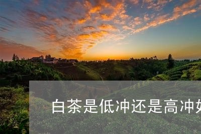 白茶是低冲还是高冲好/2023100621603