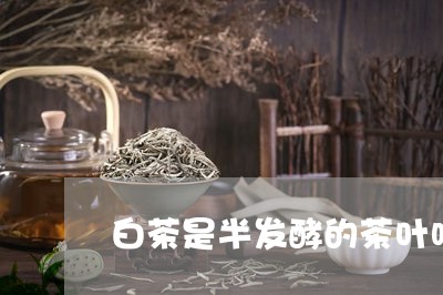 白茶是半发酵的茶叶吗/2023100677361