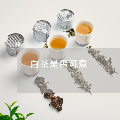 白茶是否可煮/2023052001704