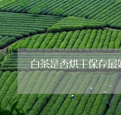 白茶是否烘干保存最好/2023073079583