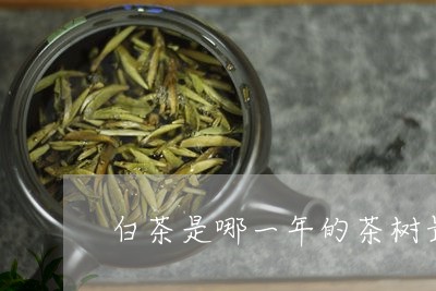 白茶是哪一年的茶树最好/2023103172835