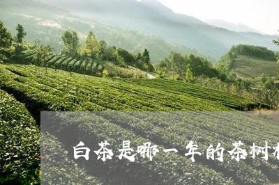 白茶是哪一年的茶树种/2023100622603