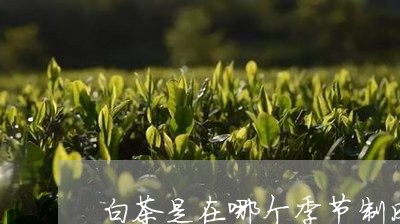 白茶是在哪个季节制成的/2023103103146