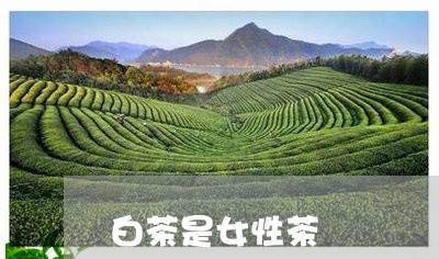 白茶是女性茶/2023052059593